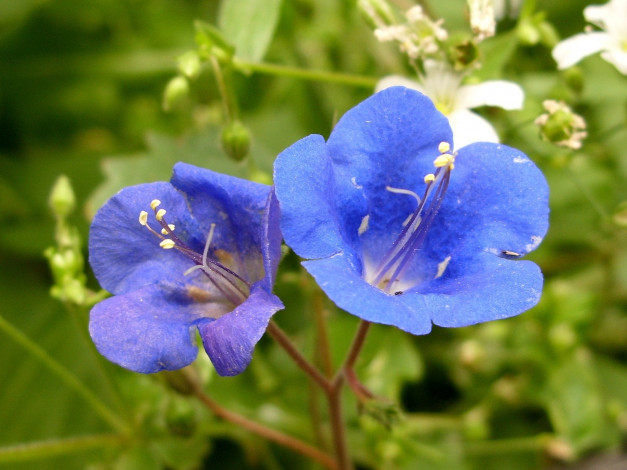 Обои картинки фото цветы, немофилы, вероники