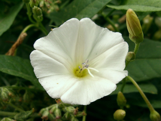 Обои картинки фото цветы, вьюнки, ипомеи