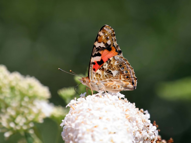 Обои картинки фото животные, бабочки