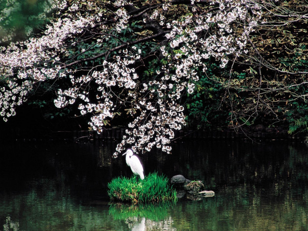 Обои картинки фото животные, цапли
