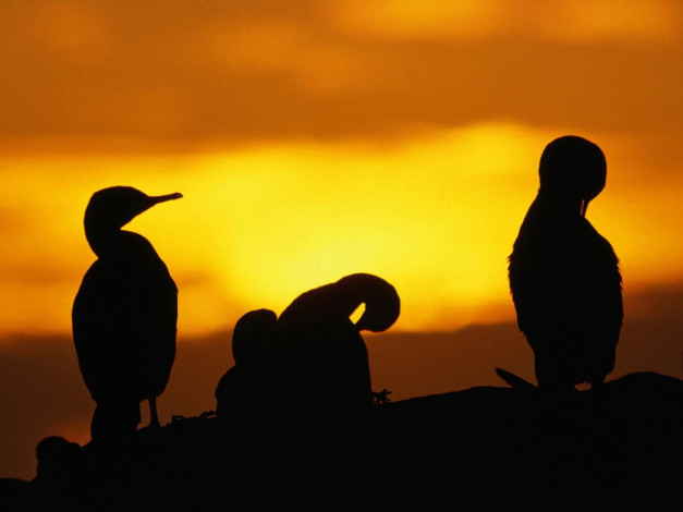 Обои картинки фото животные, Чайки, бакланы, крачки