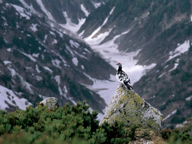 Обои картинки фото животные, куропатки, рябчики, перепела