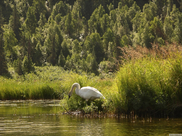 Обои картинки фото животные, лебеди