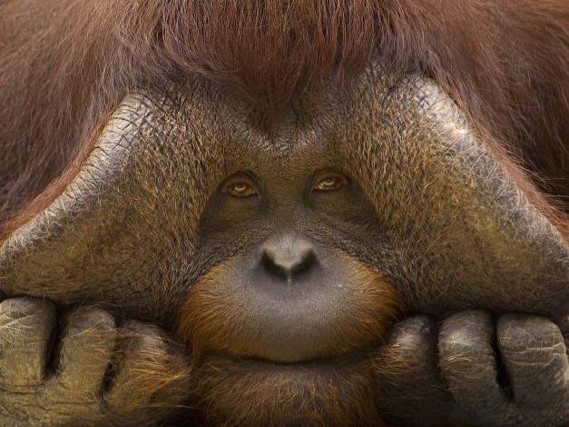 Обои картинки фото животные, обезьяны