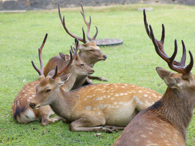 Обои картинки фото животные, олени