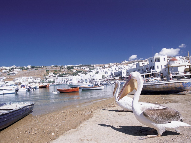 Обои картинки фото животные, пеликаны