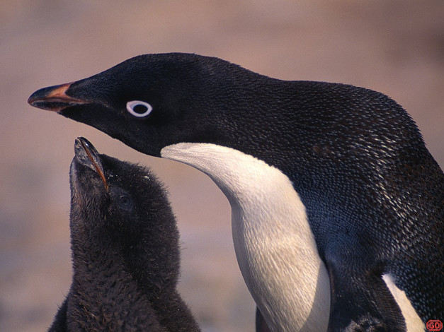 Обои картинки фото животные, пингвины