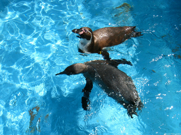 Обои картинки фото животные, пингвины