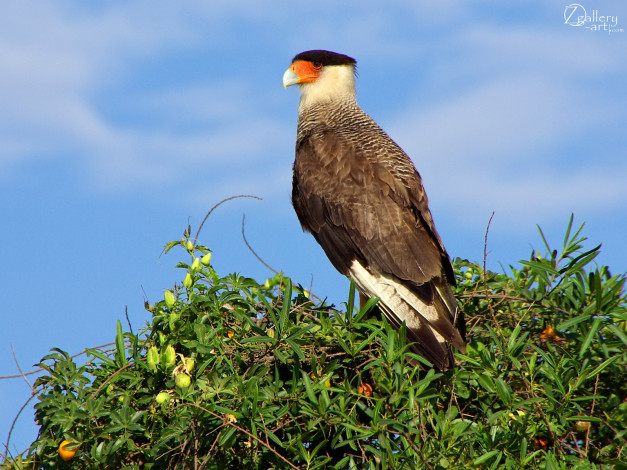 Обои картинки фото животные, птицы, хищники