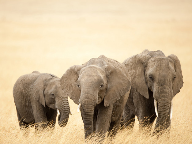 Обои картинки фото животные, слоны