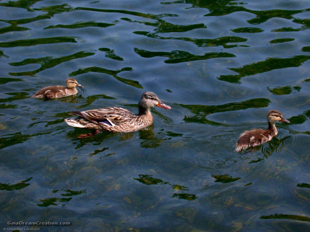 Обои картинки фото животные, утки