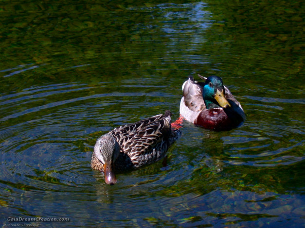 Обои картинки фото животные, утки