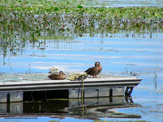 Обои картинки фото животные, утки