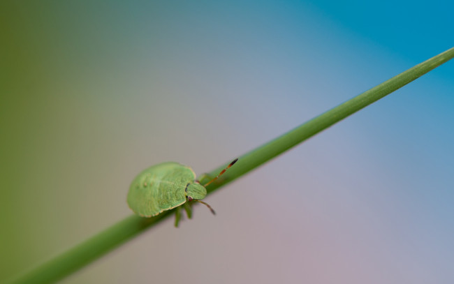 Обои картинки фото животные, насекомые