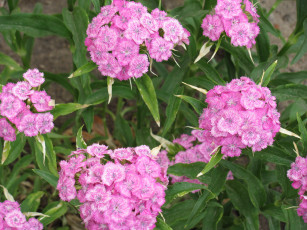 Картинка цветы гвоздики нежная розовая