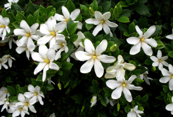 Картинка гардения цветы белый много