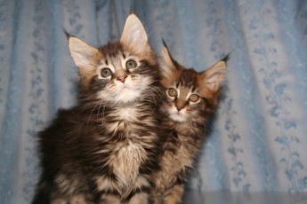 Картинка животные коты мейн кун