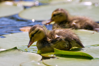 Картинка животные утки малыш вода мокрый