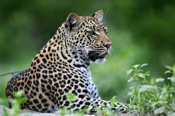 Картинка животные леопарды пятна хищник