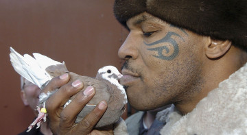 Картинка mike tyson мужчины боксёр голубь птица тату