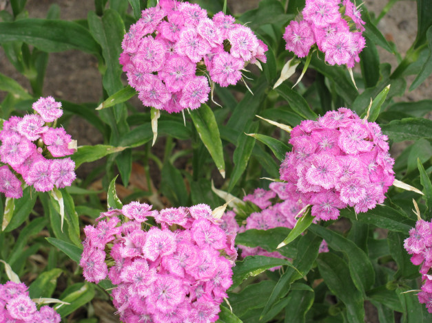 Обои картинки фото цветы, гвоздики, нежная, розовая