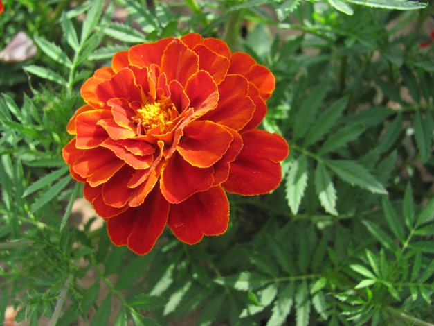 Обои картинки фото тагетес, цветы, бархатцы, красный