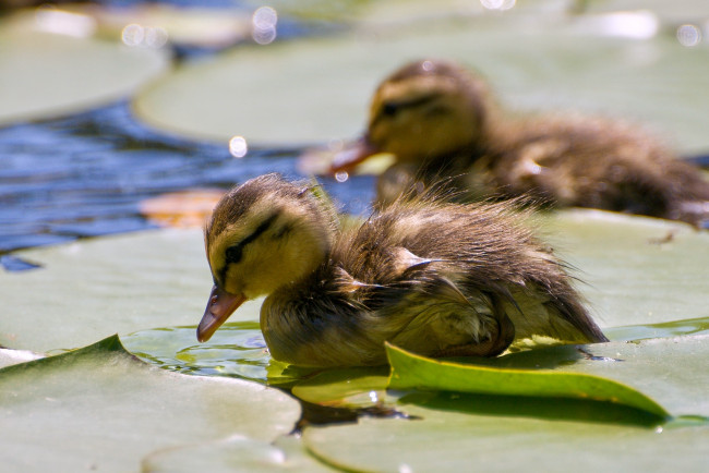 Обои картинки фото животные, утки, малыш, вода, мокрый