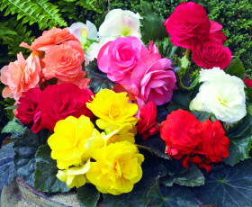 Картинка цветы бегония букет