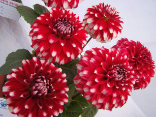 Картинка цветы георгины