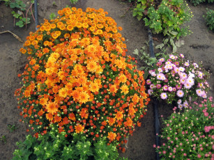 Картинка цветы хризантемы