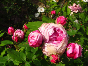 Картинка цветы розы