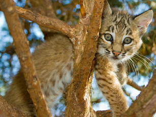 Картинка животные рыси детёныш рысёнок дерево