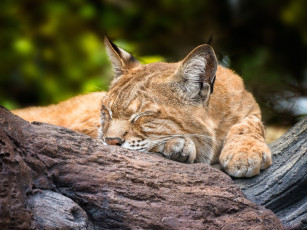 Картинка животные рыси спящая рысь сон