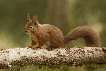 Картинка животные белки рыжая бревно