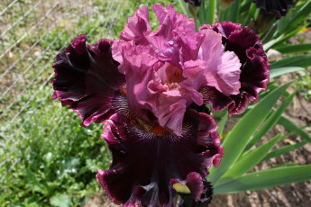 Картинка цветы ирисы