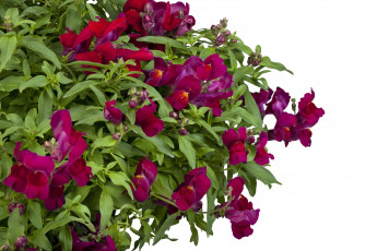 Картинка цветы львиный зев