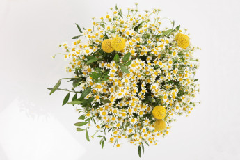 Картинка цветы ромашки букет