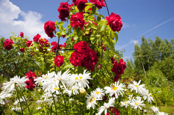 Картинка цветы разные вместе кусты ромашки розы