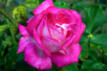 Картинка цветы розы роза