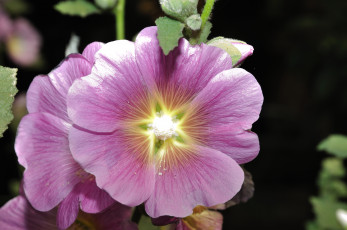 Картинка цветы мальвы мальва