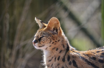 Картинка животные сервалы сервал