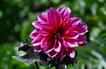 Картинка цветы георгины георгина