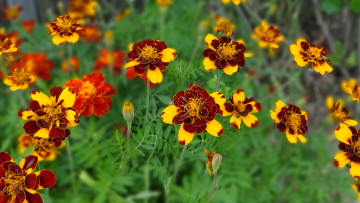 Картинка бархатцы цветы 1