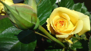 Картинка цветы розы макро бутон