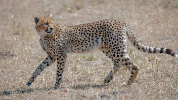 Картинка животные гепарды дикая кошка хищник грация