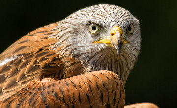 Картинка животные птицы хищники взгляд перья