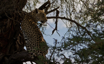 Картинка животные леопарды леопард дерево