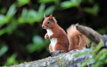 Картинка животные белки рыжая