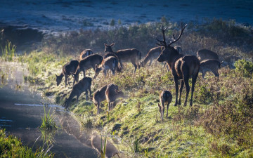 Картинка животные олени стадо речка водопой