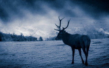 Картинка животные олени трава